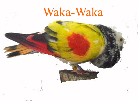 waka-waka